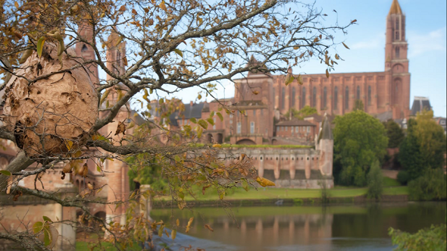 Destruction de nid de guêpes et frelons à Albi